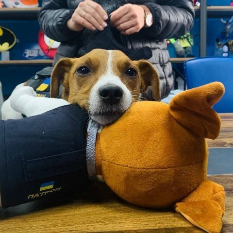 Іграшка плюшева WP MERCHANDISE пес Патрон -   -